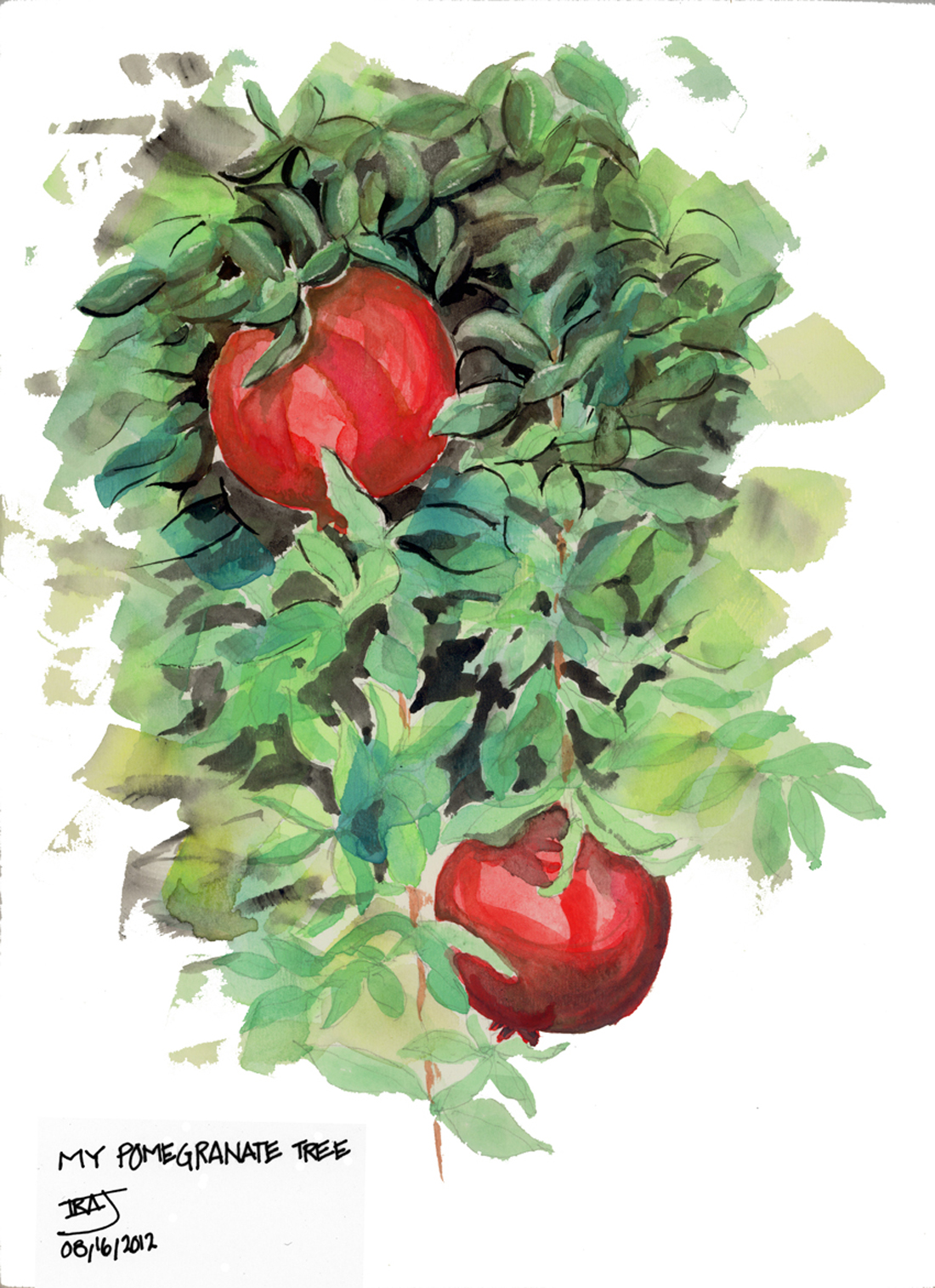 WATER-COLORS/My-Pomegranate-Tree.jpg