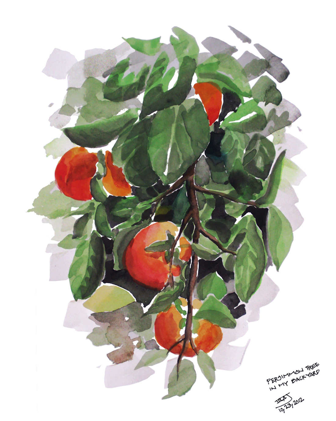 WATER-COLORS/Persimmons-6.jpg